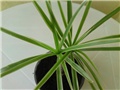 dracena